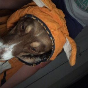 Meet your Posher, Lexi